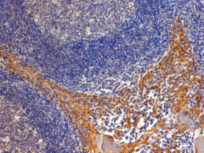 Importin 8 Antibody in Immunohistochemistry (Paraffin) (IHC (P))