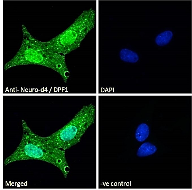 DPF1 Antibody in Immunocytochemistry (ICC/IF)