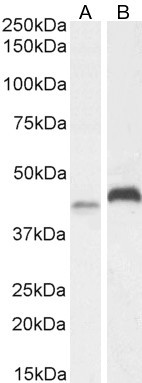 RNF13 Antibody in Western Blot (WB)