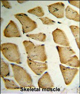 MFAP5 Antibody in Immunohistochemistry (Paraffin) (IHC (P))