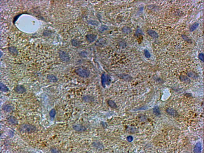 PEX13 Antibody in Immunohistochemistry (Paraffin) (IHC (P))