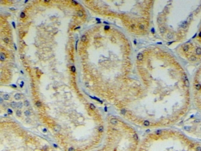DNAJB9 Antibody in Immunohistochemistry (Paraffin) (IHC (P))