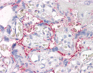RASIP1 Antibody in Immunohistochemistry (Paraffin) (IHC (P))
