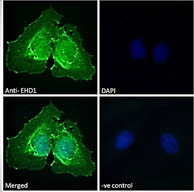 EHD1 Antibody in Immunocytochemistry (ICC/IF)