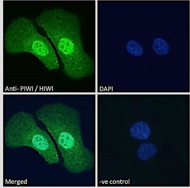 PIWIL1 Antibody in Immunocytochemistry (ICC/IF)