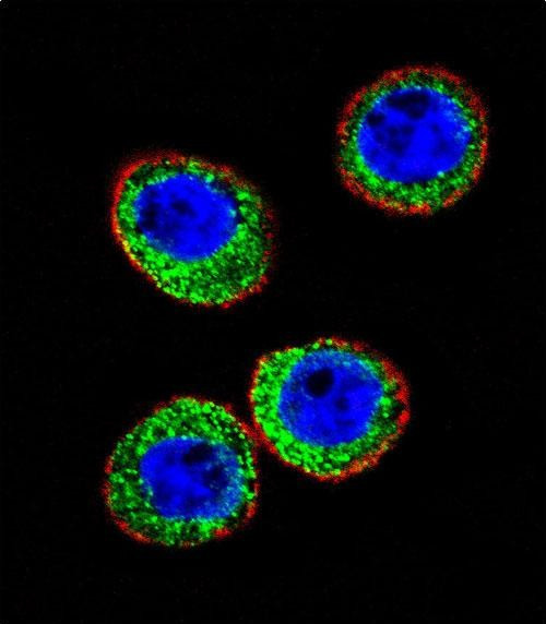CD10 Antibody in Immunocytochemistry (ICC/IF)