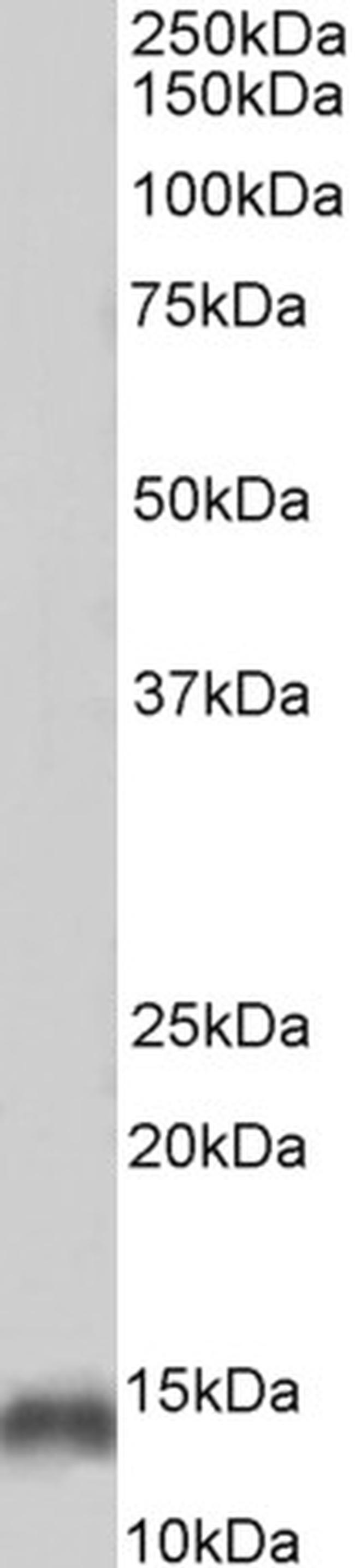 Parvalbumin Antibody in Western Blot (WB)