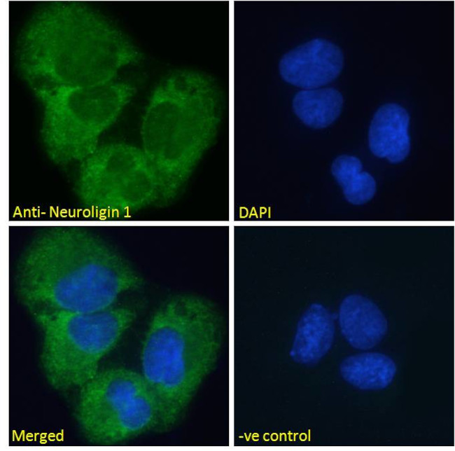 Neuroligin 1 Antibody in Immunocytochemistry (ICC/IF)