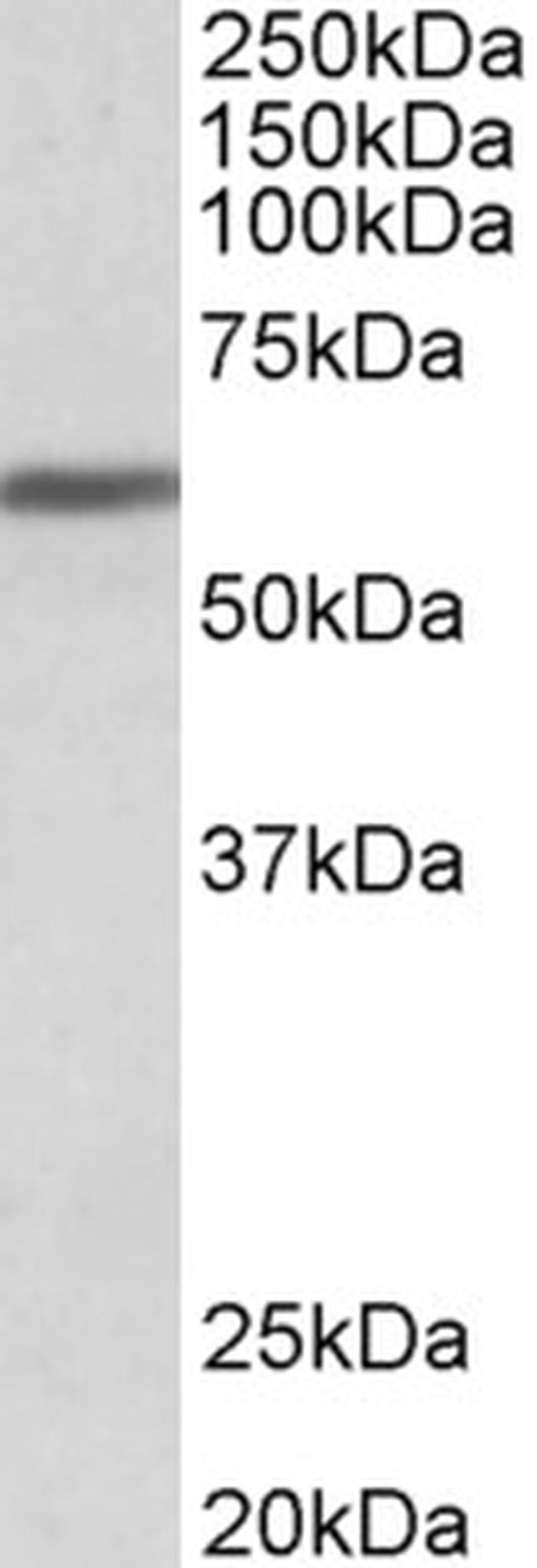 ZNF703 Antibody in Western Blot (WB)