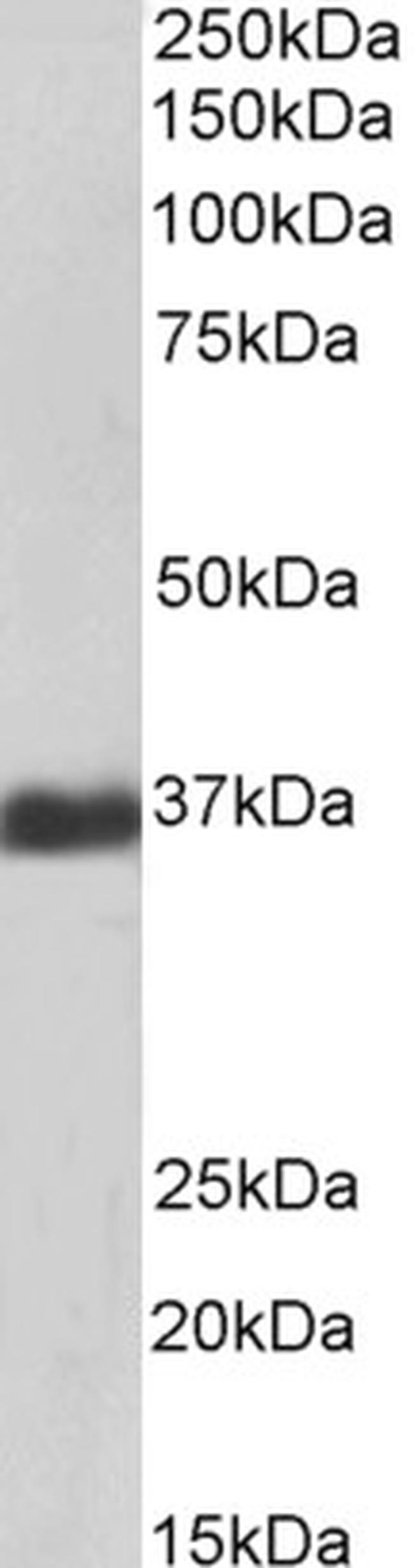 GAPDH Antibody in Western Blot (WB)
