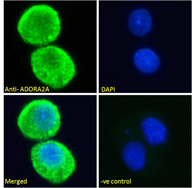 ADORA2A Antibody in Immunocytochemistry (ICC/IF)