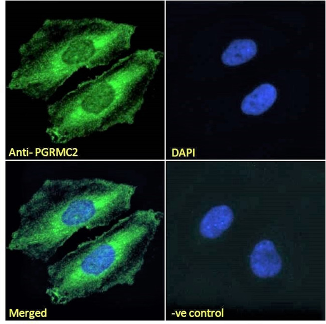 PGRMC2 Antibody in Immunocytochemistry (ICC/IF)