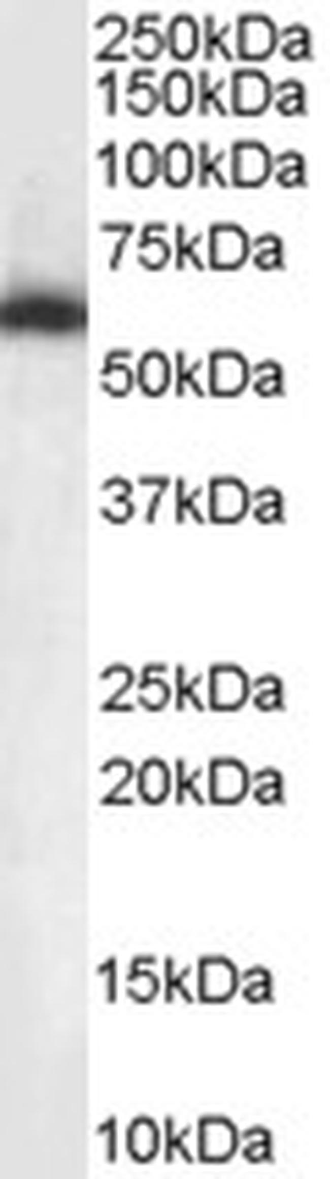 NONO Antibody in Western Blot (WB)