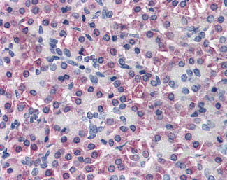 Transthyretin Antibody in Immunohistochemistry (Paraffin) (IHC (P))