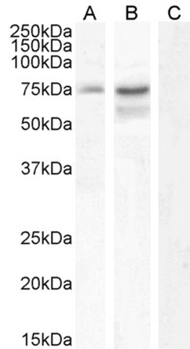 NCDN Antibody in Western Blot (WB)