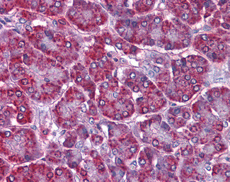 SORBS1 Antibody in Immunohistochemistry (Paraffin) (IHC (P))