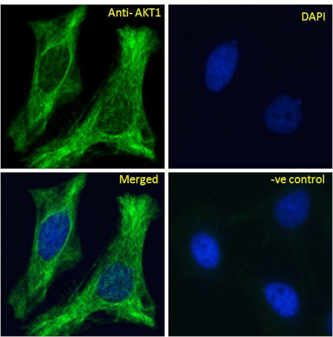 AKT1 Antibody in Immunocytochemistry (ICC/IF)