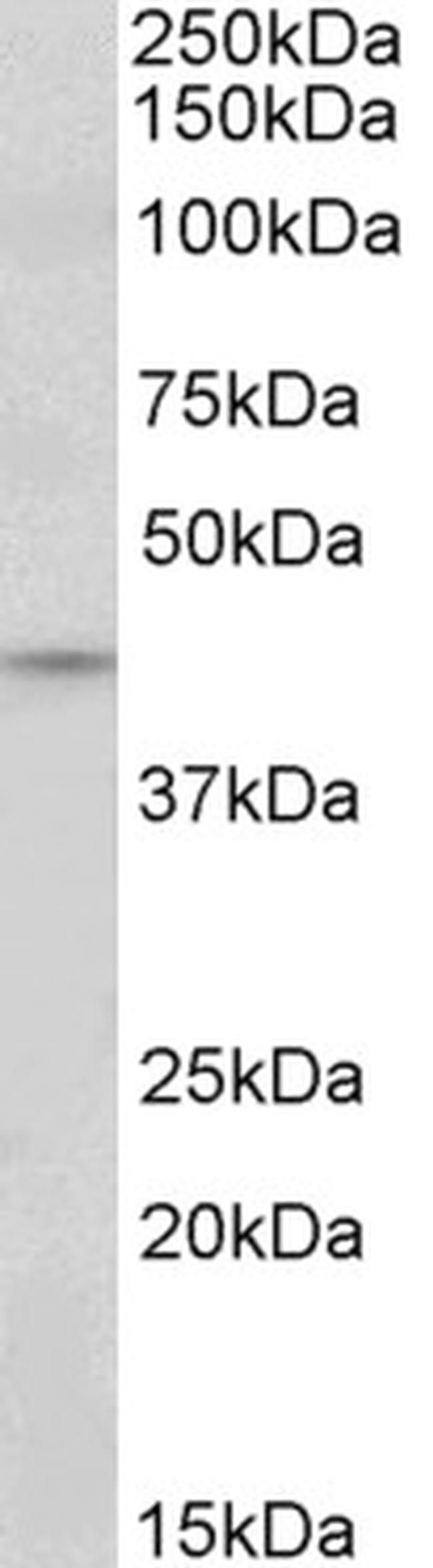 JunD Antibody in Western Blot (WB)