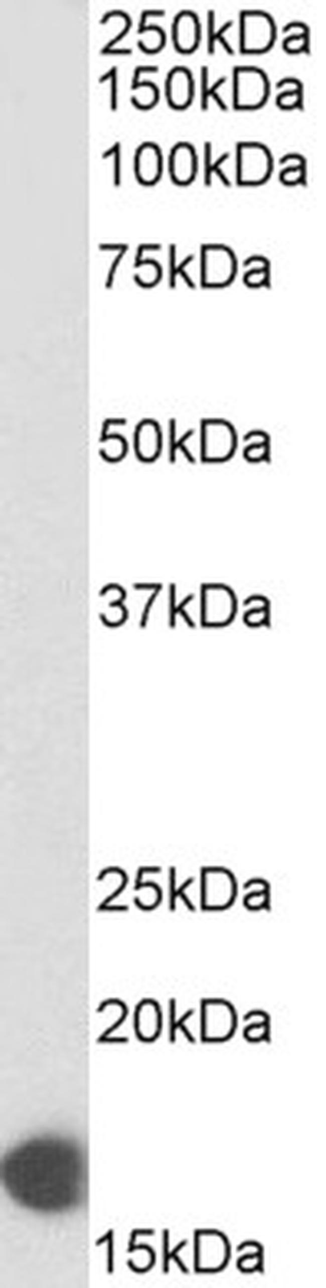COX4 Antibody in Western Blot (WB)