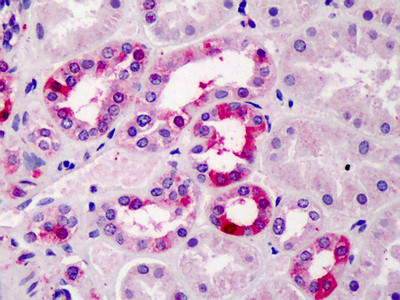 TFEC Antibody in Immunohistochemistry (Paraffin) (IHC (P))