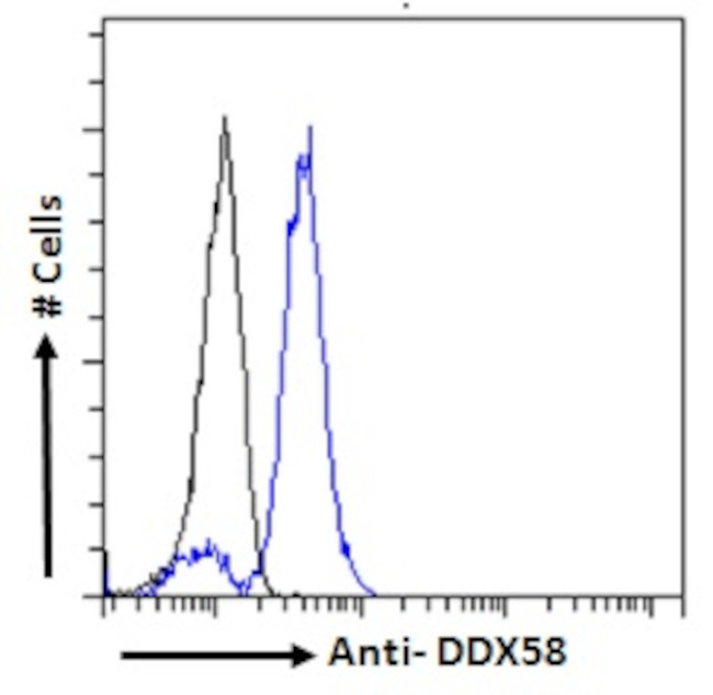 RIG-I Polyclonal Antibody (PA5-142289)