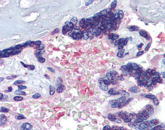 Hemopexin Antibody in Immunohistochemistry (Paraffin) (IHC (P))