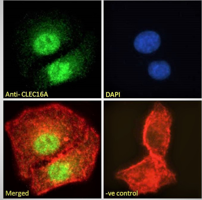 CLEC16A Antibody in Immunocytochemistry (ICC/IF)