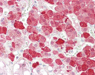 EPB41L4B Antibody in Immunohistochemistry (Paraffin) (IHC (P))