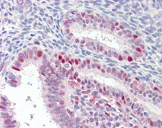 Axotrophin Antibody in Immunohistochemistry (Paraffin) (IHC (P))