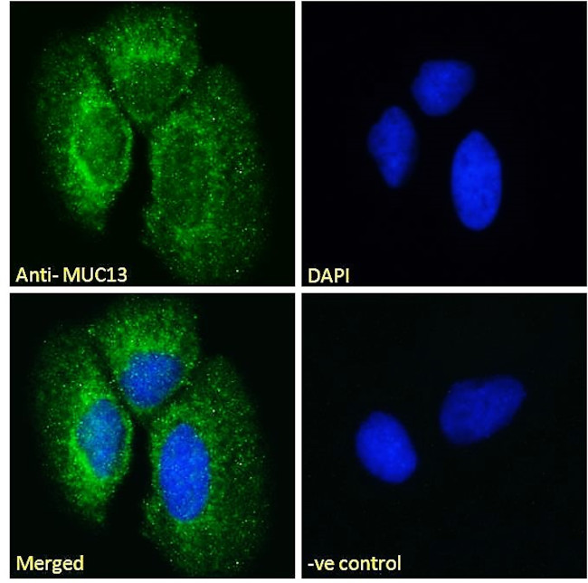 MUC13 Antibody in Immunocytochemistry (ICC/IF)