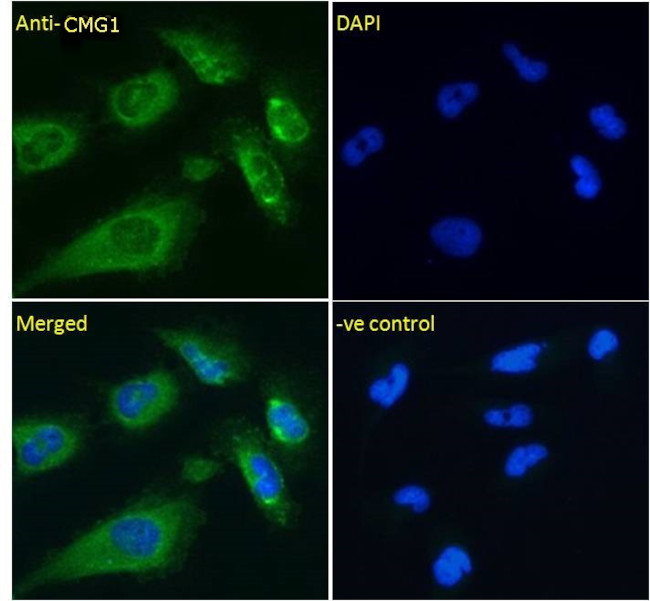 CMG1 Antibody in Immunocytochemistry (ICC/IF)