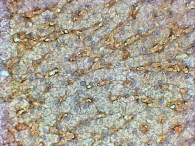 ApoA1 Antibody in Immunohistochemistry (Paraffin) (IHC (P))