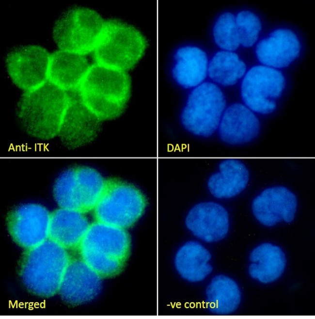 ITK Antibody in Immunocytochemistry (ICC/IF)