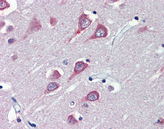 FAAH Antibody in Immunohistochemistry (Paraffin) (IHC (P))