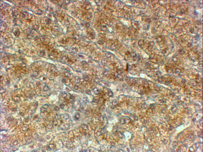 ATG4A Antibody in Immunohistochemistry (Paraffin) (IHC (P))