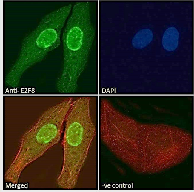 E2F8 Antibody in Immunocytochemistry (ICC/IF)