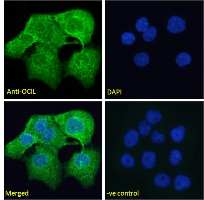 CLEC2D Antibody in Immunocytochemistry (ICC/IF)