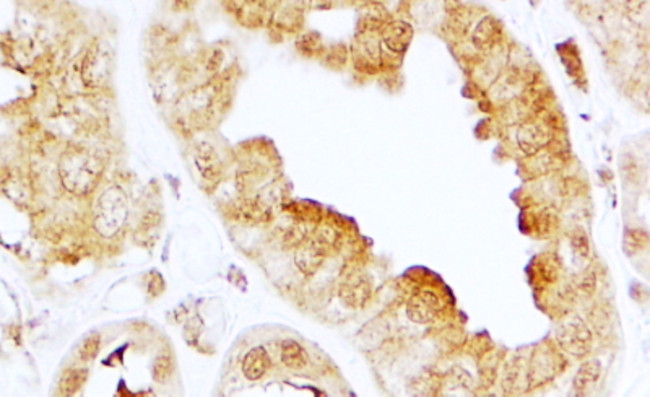EDG3 Antibody in Immunohistochemistry (Paraffin) (IHC (P))