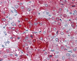 MOZ Antibody in Immunohistochemistry (Paraffin) (IHC (P))