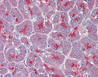 TPCN2 Antibody in Immunohistochemistry (Paraffin) (IHC (P))