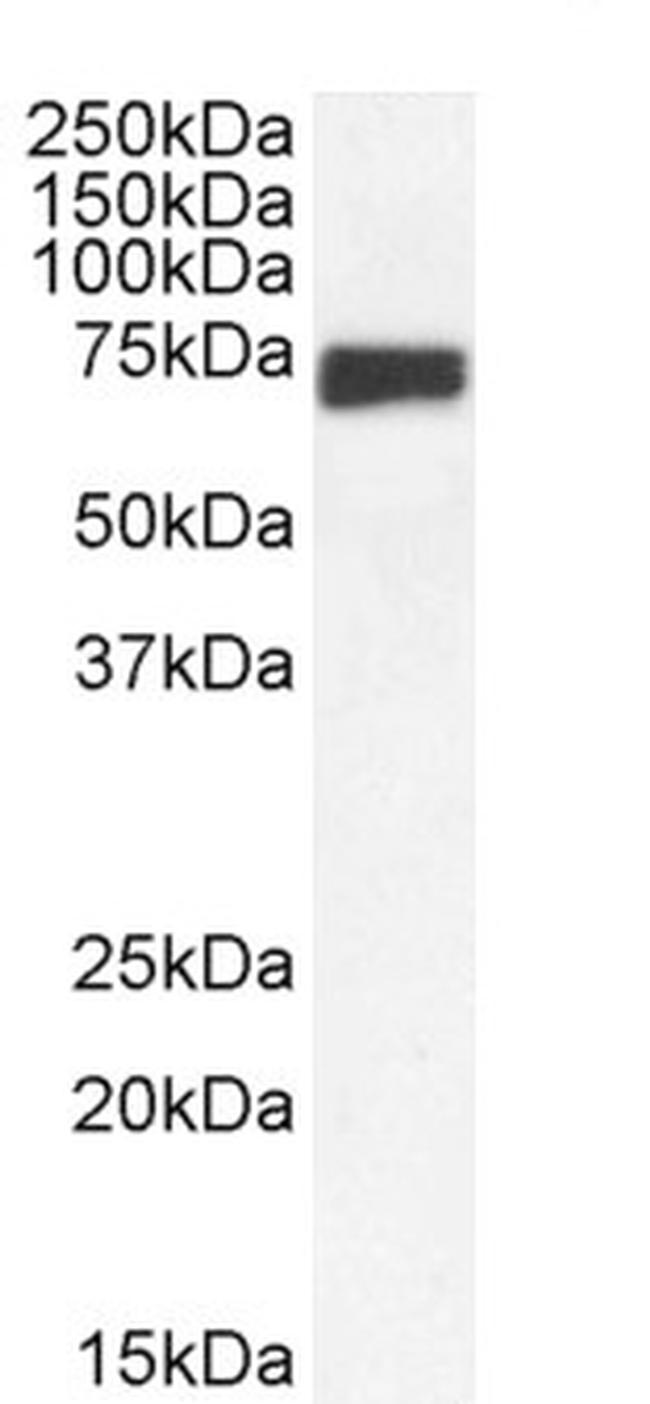 MNT Antibody in Western Blot (WB)