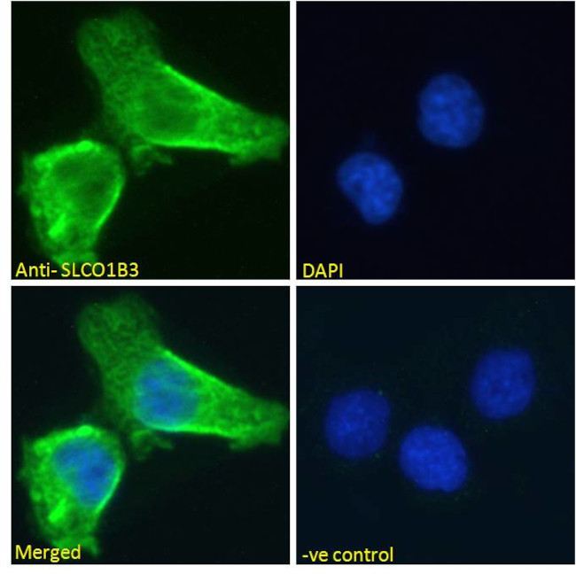 OATP8 Antibody in Immunocytochemistry (ICC/IF)