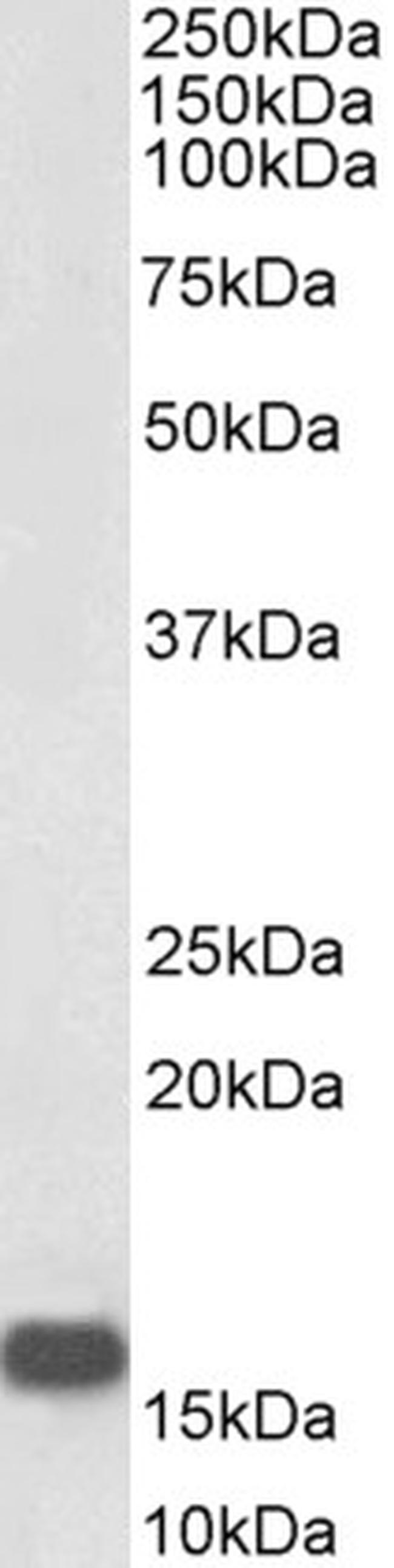 NRGN Antibody in Western Blot (WB)