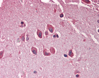 MXRA5 Antibody in Immunohistochemistry (Paraffin) (IHC (P))
