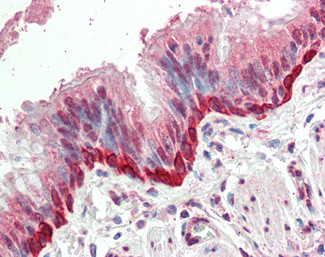 FOXI3 Antibody in Immunohistochemistry (Paraffin) (IHC (P))