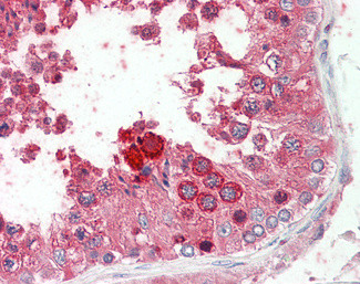 PROK2 Antibody in Immunohistochemistry (Paraffin) (IHC (P))