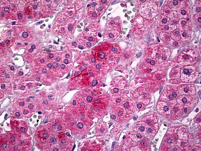 UBP1 Antibody in Immunohistochemistry (Paraffin) (IHC (P))