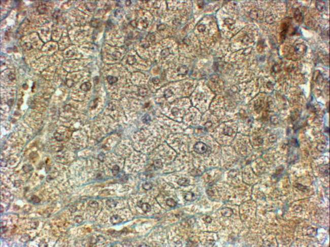PON2 Antibody in Immunohistochemistry (Paraffin) (IHC (P))