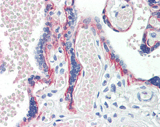 FAM44B Antibody in Immunohistochemistry (Paraffin) (IHC (P))