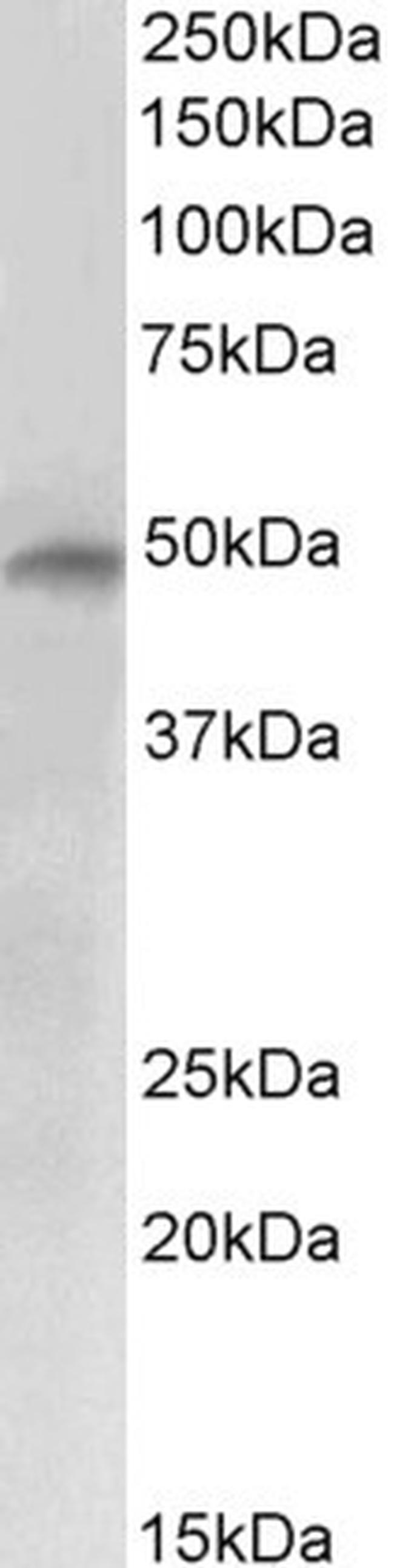 E2F4 Antibody in Western Blot (WB)